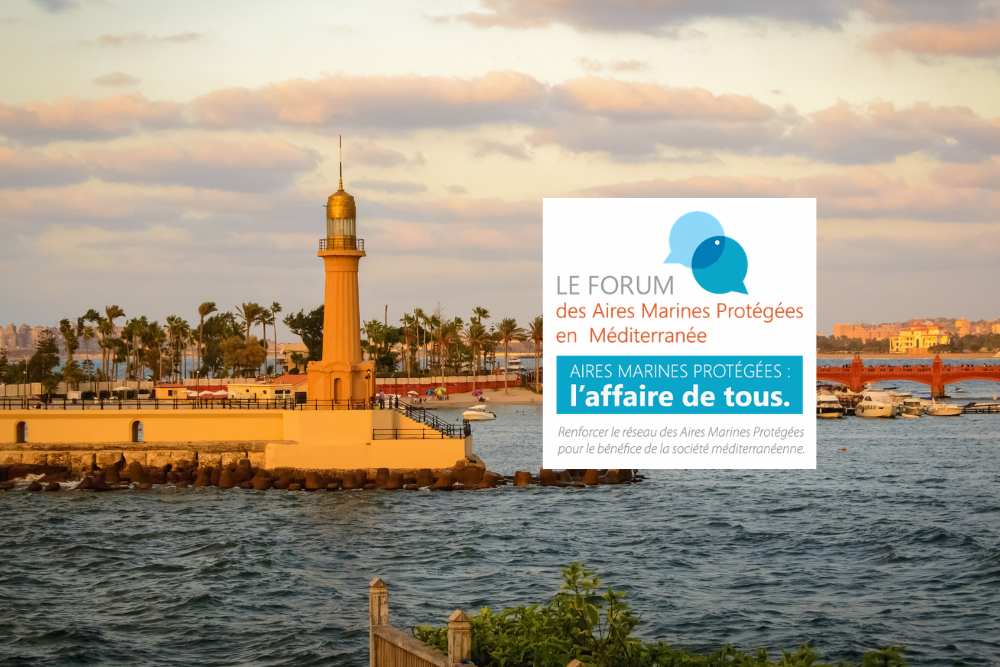Forum des AMP de Méditerranée 2026 : les demandes de participation sont ouvertes !