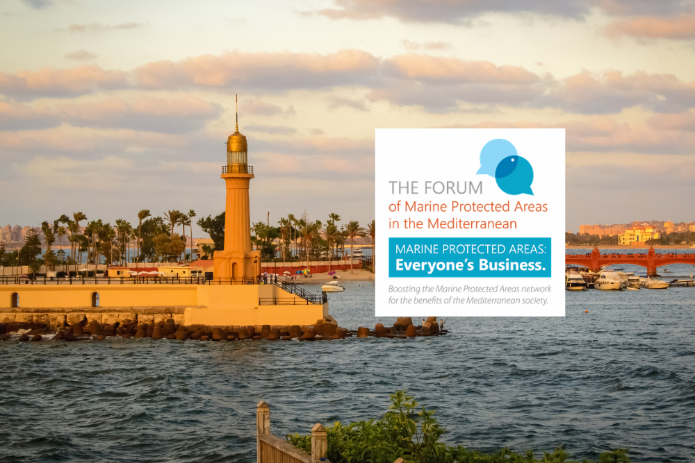 Mediterranean MPA Forum 2026: applications to attend are now open!